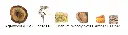 Intense-Oud-Gucci-notes.webp