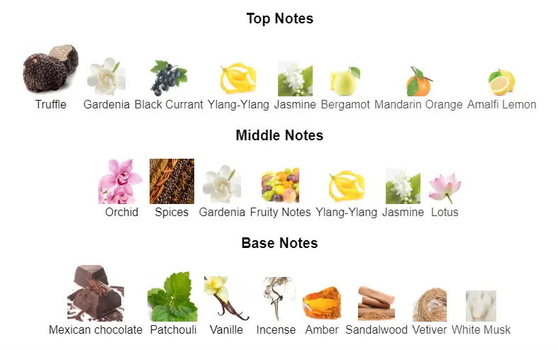 Black-Orchid-notes.webp