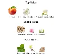 Gucci-Rush-notes.webp